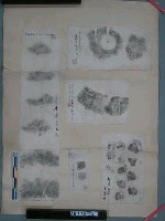 藏品(史前遺址出土陶片拓本)的圖片